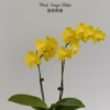 Phalaenopsis <br>Sogo Shito aroma — изображение 2