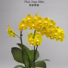 Phalaenopsis <br>Sogo Shito aroma — изображение 3