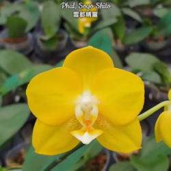 Phalaenopsis <br>Sogo Shito aroma