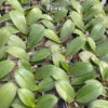 Phalaenopsis <br>Sogo Shito aroma — изображение 5