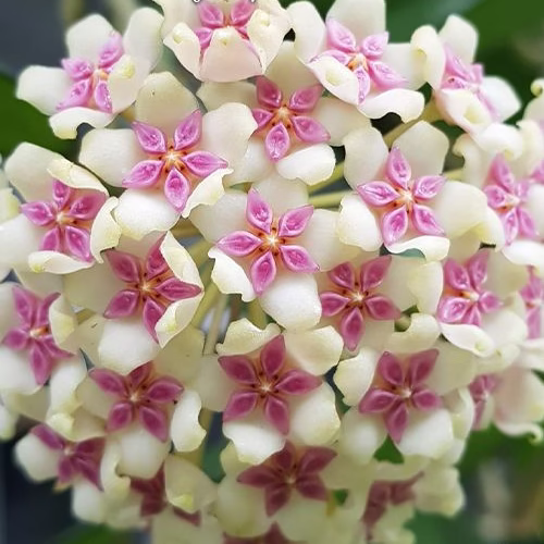 Hoya - DOSTUPNO ODMAH