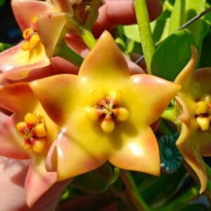 Hoya - PRETPRODAJA