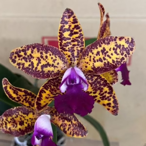 Cattleya - DOSTUPNO ODMAH