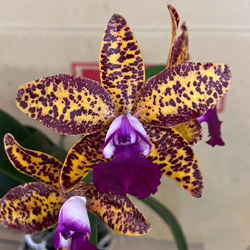 Cattleya - DOSTUPNO ODMAH