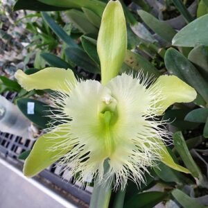 Cattleya - PRETPRODAJA