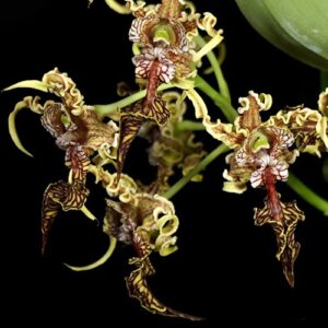 Dendrobium - PRETPRODAJA