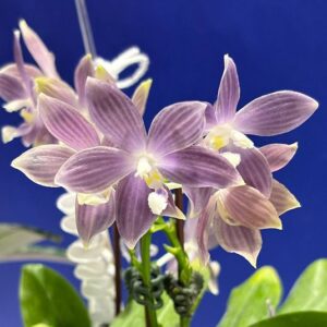 Phalaenopsis - PRETPRODAJA