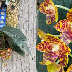 Phalaenopsis - DOSTUPNO ODMAH