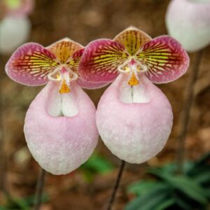Paphiopedilum - PRETPRODAJA