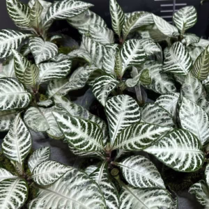 Aphelandra squarrosa 'White Wash'