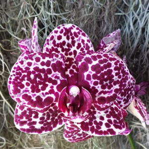 Phalaenopsis <br>Lioulin Wild Cat