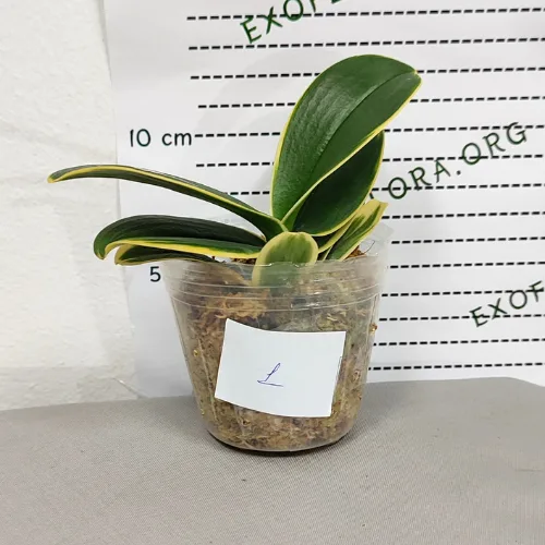 Phalaenopsis Sogo Yenlin ‘Coffee’ (variegata) - Слика 5