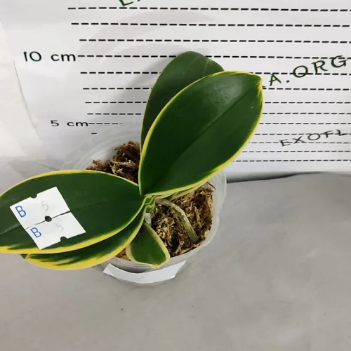 Phalaenopsis Sogo Yenlin ‘Coffee’ (variegata) - Слика 6