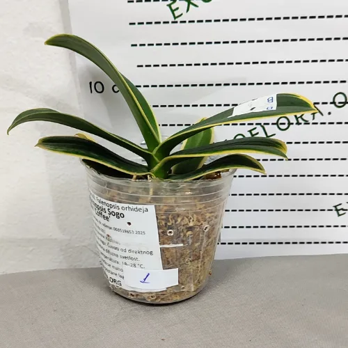 Phalaenopsis Sogo Yenlin ‘Coffee’ (variegata) - Слика 7