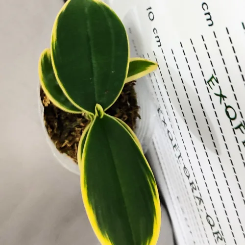 Phalaenopsis Sogo Yenlin ‘Coffee’ (variegata) - Слика 9