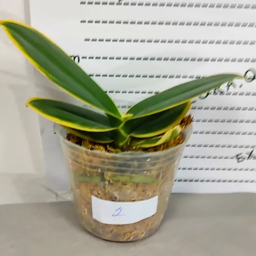 Phalaenopsis Sogo Yenlin ‘Coffee’ (variegata) - Слика 10