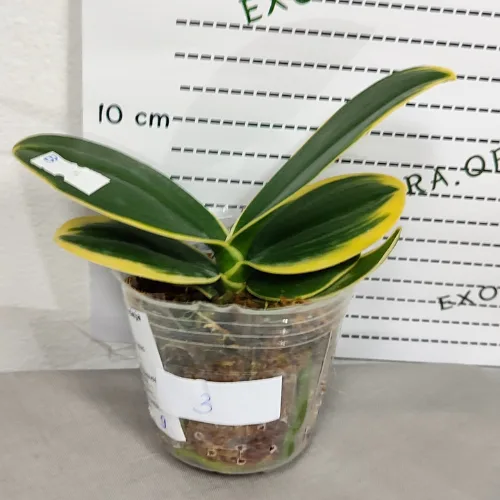 Phalaenopsis Sogo Yenlin ‘Coffee’ (variegata) - Слика 11