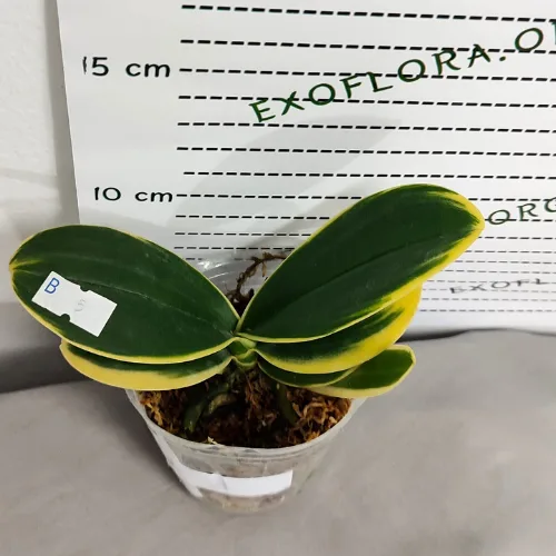 Phalaenopsis Sogo Yenlin ‘Coffee’ (variegata) - Слика 12