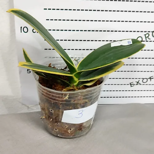 Phalaenopsis Sogo Yenlin ‘Coffee’ (variegata) - Слика 13