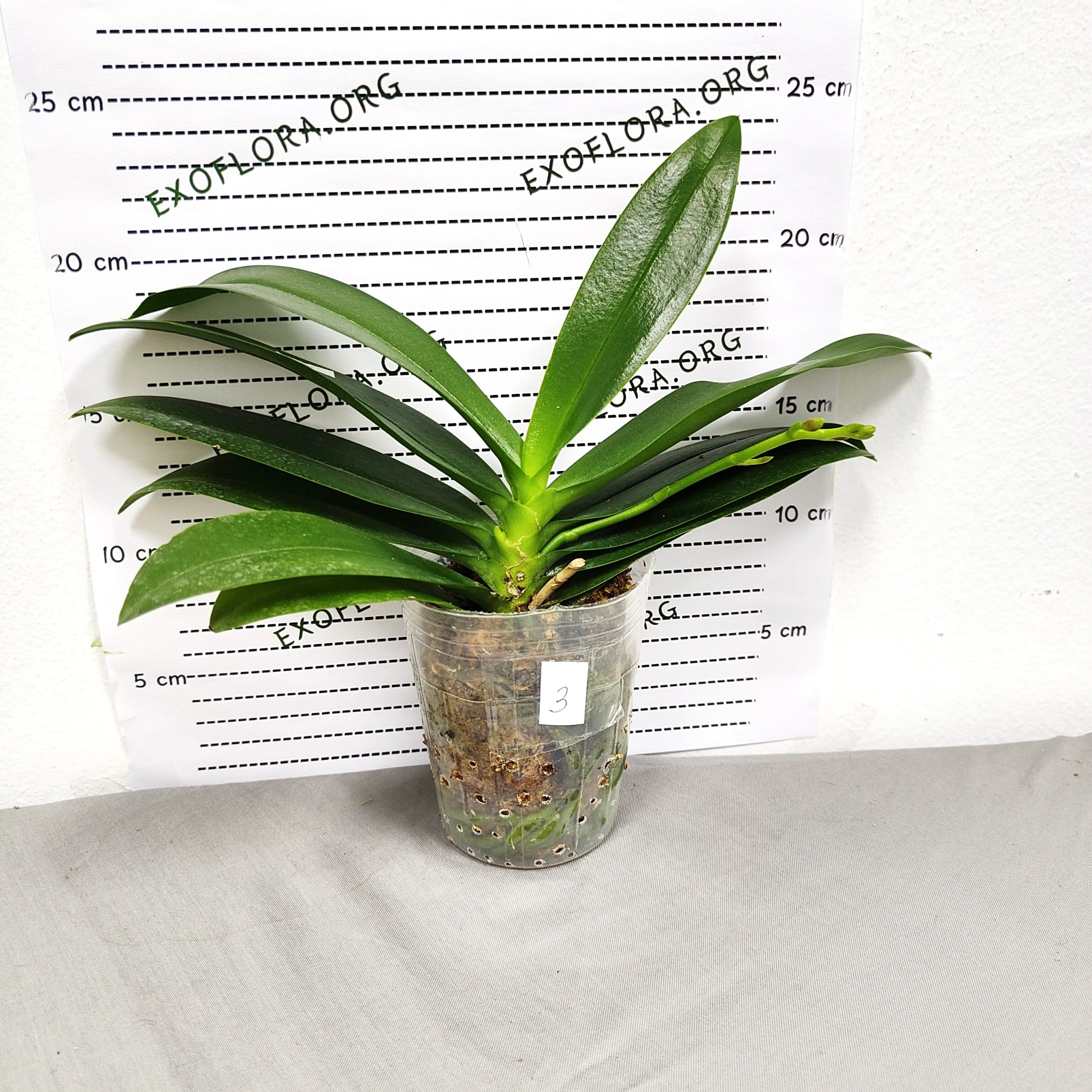 Phalaenopsis Miki Golden Sand – mirisni hibrid sa toplim nijansama i neonskim centrom