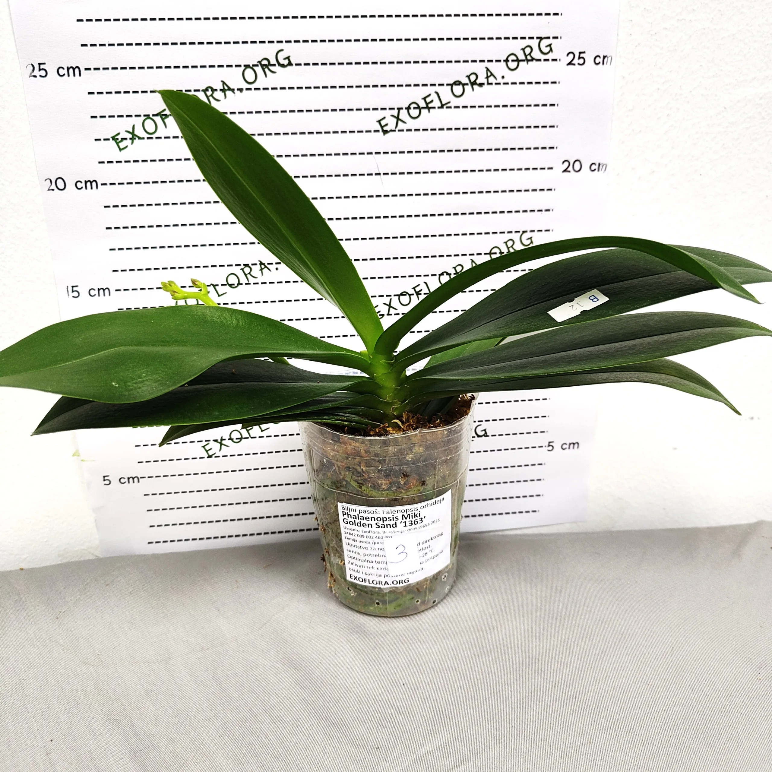 Phalaenopsis Miki Golden Sand (peloric) - Слика 11
