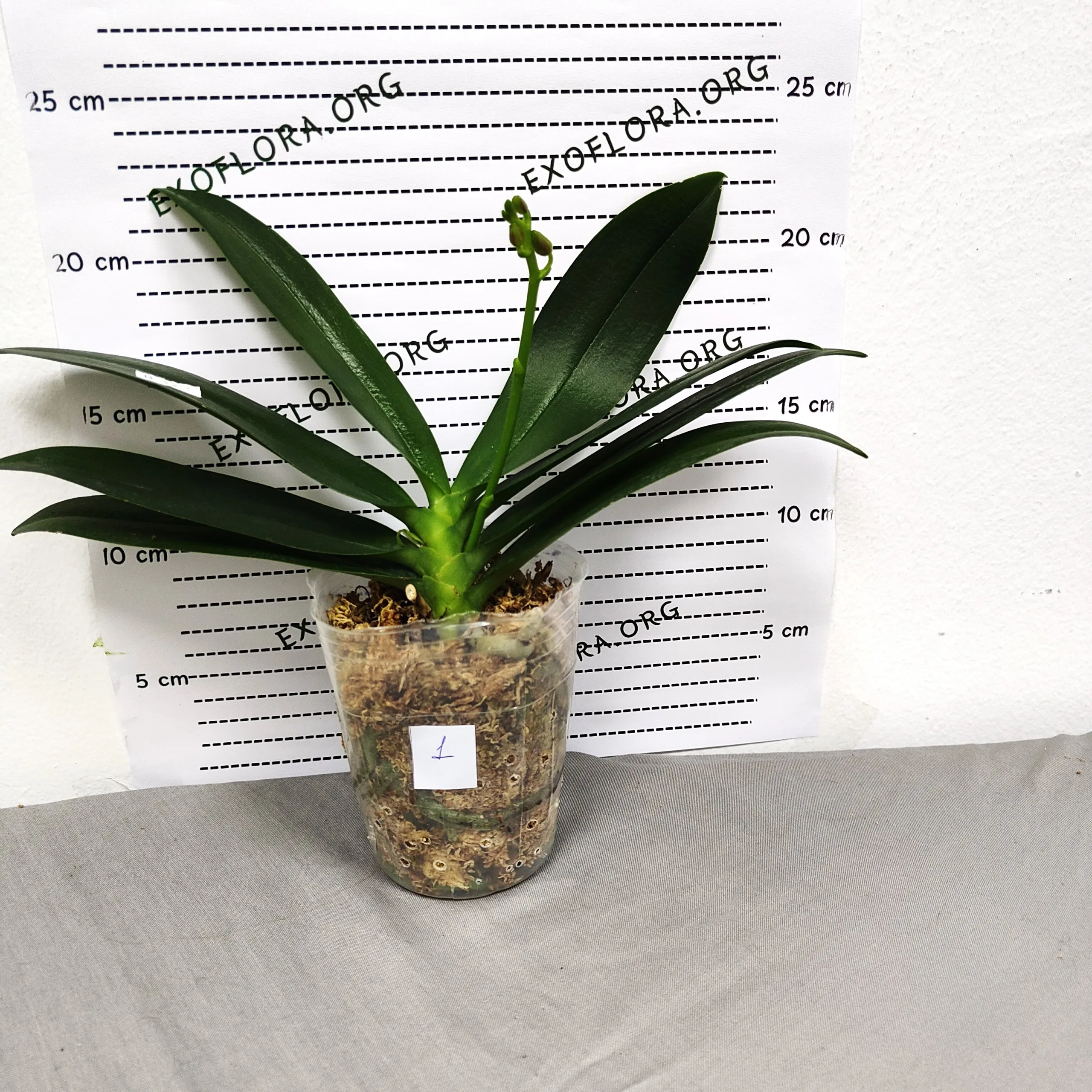 Phalaenopsis Miki Golden Sand (peloric) - Слика 9