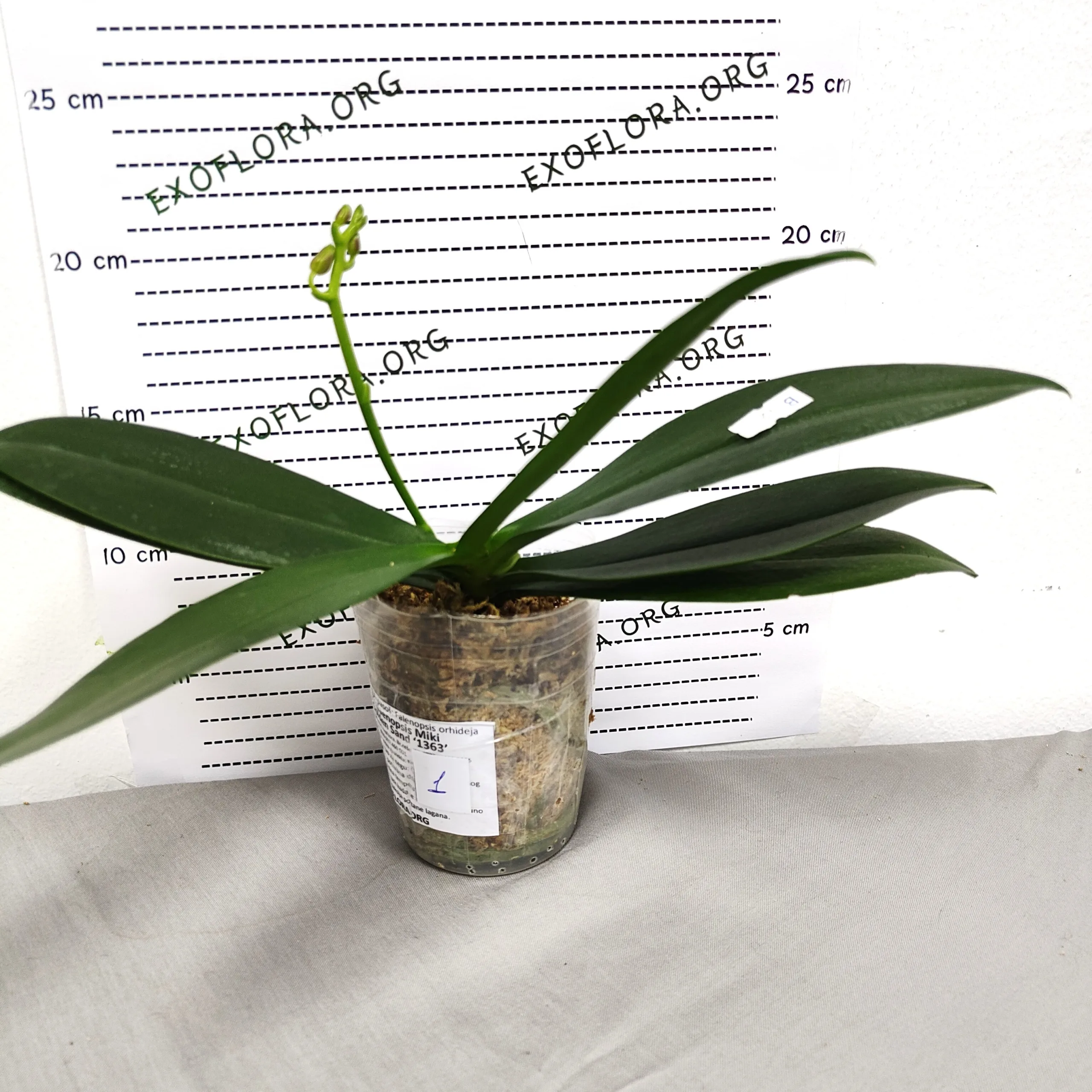 Phalaenopsis Miki Golden Sand (peloric) - Слика 10