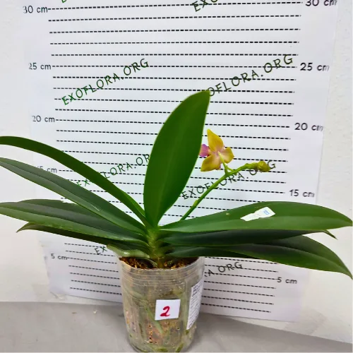 Phalaenopsis Miki Golden Sand (peloric) - Слика 14