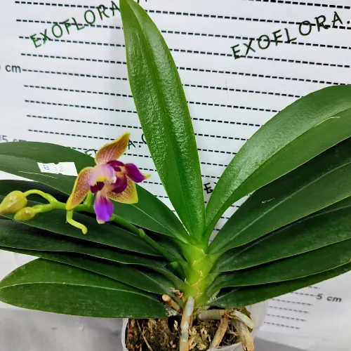 Phalaenopsis Miki Golden Sand (peloric) - Слика 15