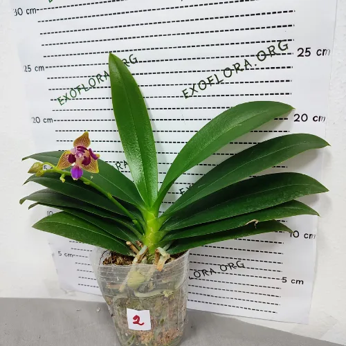 Phalaenopsis Miki Golden Sand (peloric) - Слика 13