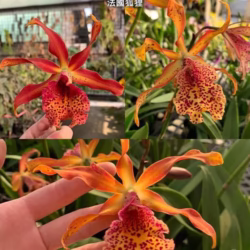 Myrmecatavola Frances Fox (Cattleya)