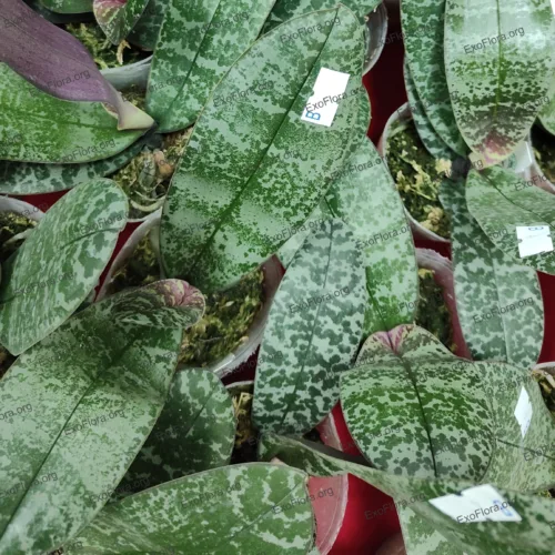 Dostava Phalaenopsis schilleriana u Požarevcu