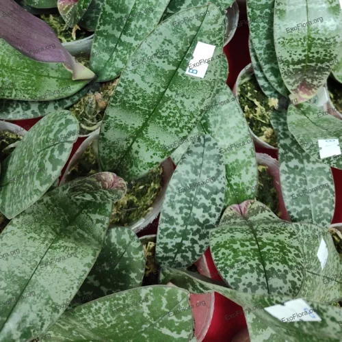 Phalaenopsis schilleriana (variegata) - Слика 6
