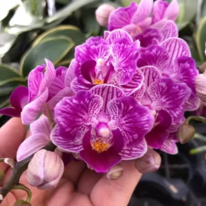 Phal. Sogo Vivien <br>'Variegata & Peloric'