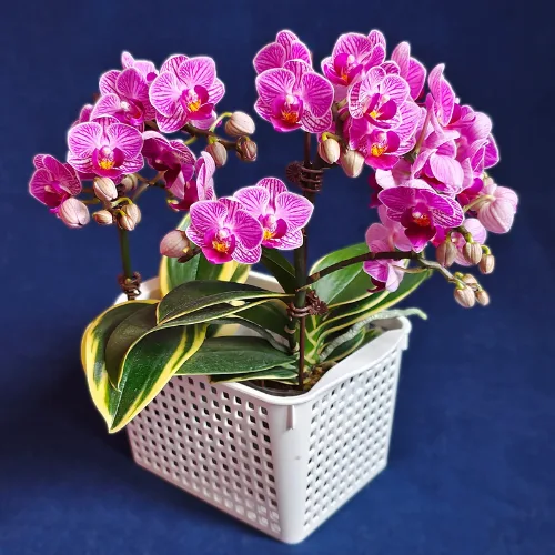 Phal. Sogo Vivien <br>'Variegata & Peloric' - Слика 2