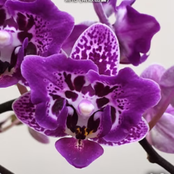 Phalaenopsis Chia E Yenlin (variegata & 2 eyes)