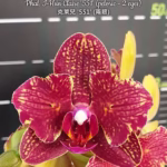 Phalaenopsis I-Hsin Claire '551' (peloric - 2 eyes)