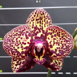 Phalaenopsis I-Hsin Yellow Leopard