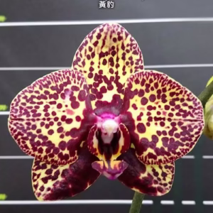 Phalaenopsis I-Hsin Yellow Leopard sa jarkim žutim cvetovima i tamnim šarama, orhideja sa retkim bojama, isporuka u Pančevo