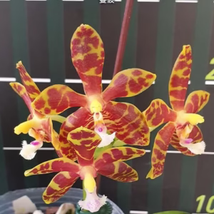 Cveta Phalaenopsis Mambo – spoj izražajne teksture usne i genetskog nasleđa iz dva raskošna hibrida