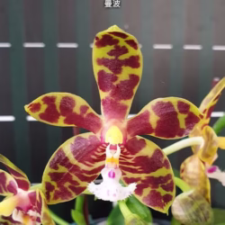 Phalaenopsis Mambo (Phal. amboinensis x Phal. mannii)