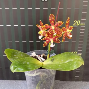 Phalaenopsis Mambo – raskošno cvetanje sa neobično paperjastom gubom, karakteristika hibrida Phal. amboinensis × Phal. mannii