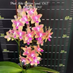 Phalaenopsis Miki Golden Sand (peloric)