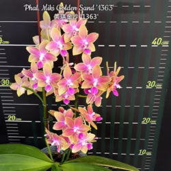 Phalaenopsis Miki Golden Sand '1363' (peloric - 3 lips)