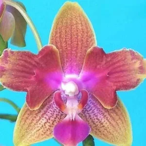 Phalaenopsis Miki Golden Sand (peloric)