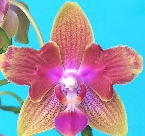 Phalaenopsis Miki Golden Sand (peloric)