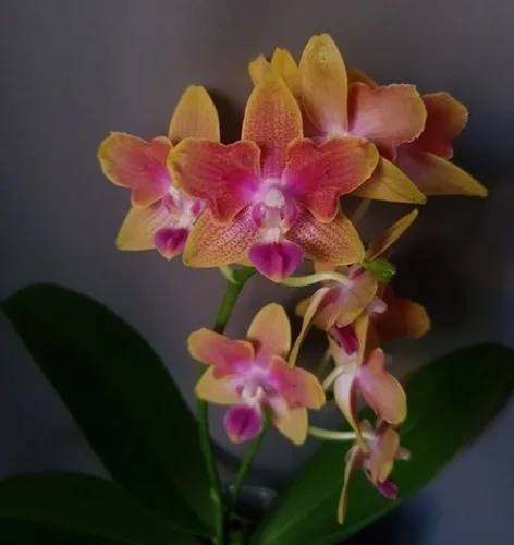 Phalaenopsis Miki Golden Sand (peloric) - Слика 9