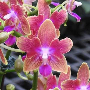 Phalaenopsis Miki Golden Sand (peloric) - Слика 8