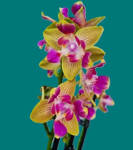 Phalaenopsis Miki Golden Sand (peloric) - Слика 7