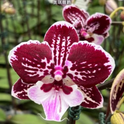 Phalaenopsis Miki Lord (Big Lip)